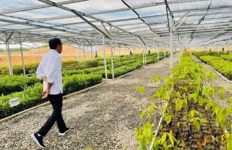 Lagi, Kunjungi Mentawir, Jokowi Pastikan IKN Tidak Merusak Hutan