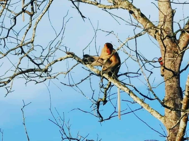 Habitat Bekantan di Sungai Tunan Butuh Perhatian Pemerintah
