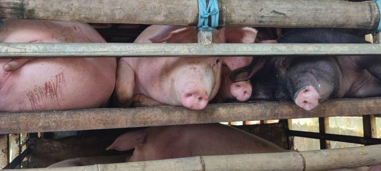 26 Ekor Babi Ditolak Masuk Balikpapan, Langgar Aturan Karantina dan Kesehatan Hewan