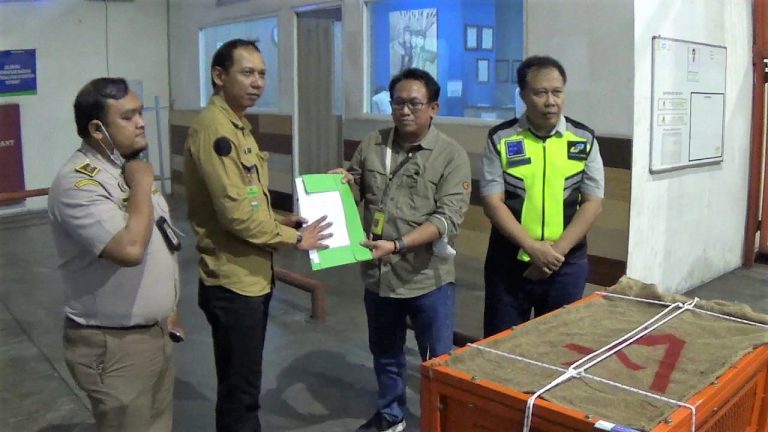 Orangutan ‘Astuti’ Disita dari Perdagangan Gelap Hewan