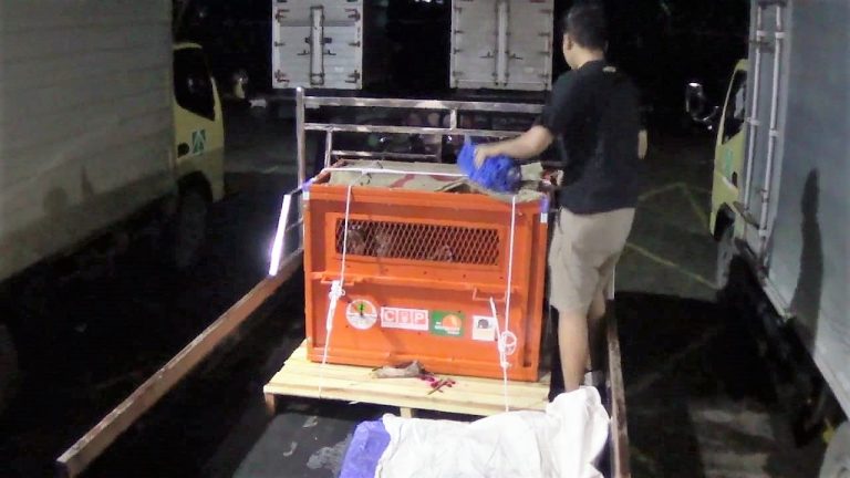 “Astuti” Kembali ke Kalimantan Timur