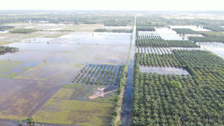 Ratusan Hektare Sawah PPU Gagal Panen, Petani Merugi Mencapai Rp 13 Miliar