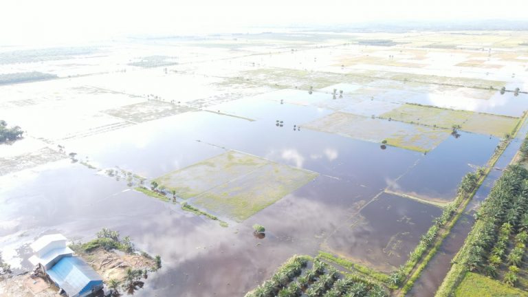 Petani Gagal Panen di PPU Karena Banjir Bakal Dapat Ganti Rugi