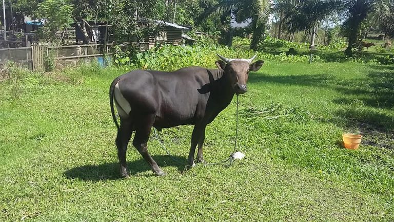 Distan PPU Perketat Pintu Masuk Jelang Iduladha 2023