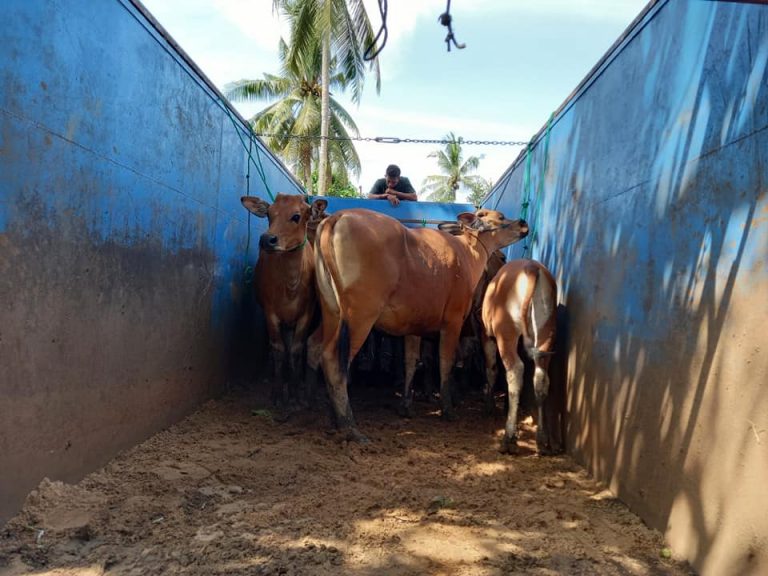 PPU Tambah Stok Ternak untuk Tekan Kenaikan Harga Jelang Iduladha
