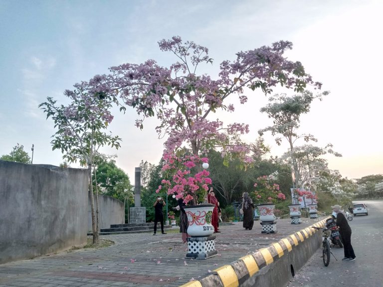 ‘Vibes’ Jepang di Penajam, Bunga Tabebuya Bermekaran di Depan Kantor Bupati