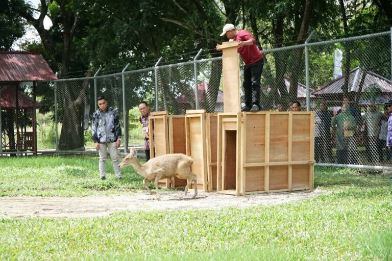 Penangkaran Rusa Sambar Hadir di Kawasan Kantor Bupati PPU, Pj Gubernur Kaltim; Harus Bisa Merawat
