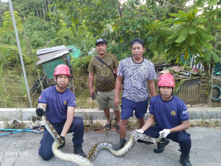 Ular Piton 3 Meter Diamankan dari Permukiman Warga