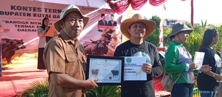 Sapi hingga Kambing Ramaikan Kontes Ternak Kutai Barat