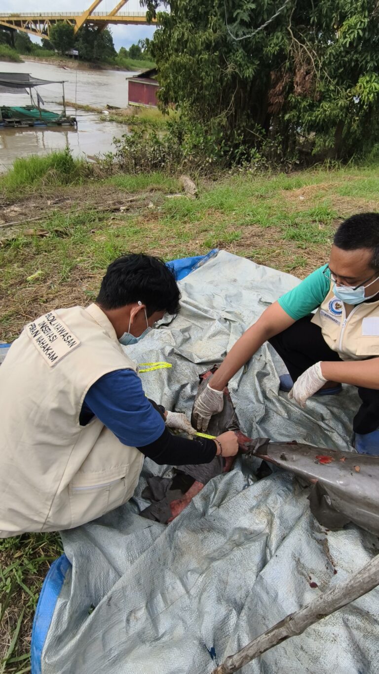 Penyebab Kematian Pesut Mahakam Masih Tunggu Hasil Laboratorium