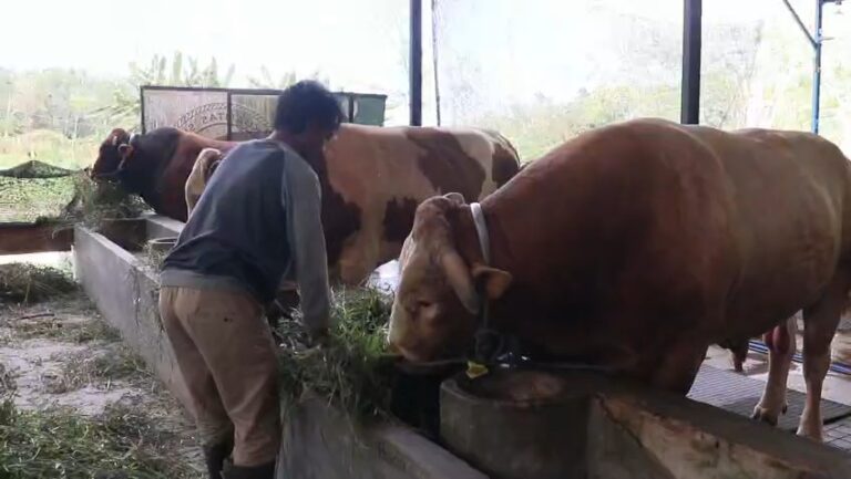 “Bison” Sapi Jumbo Asal Balikpapan Jadi Kurban Presiden