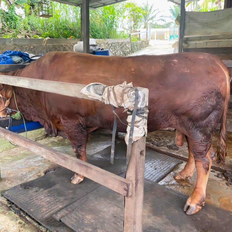 Presiden Prabowo Kurbankan Sapi Limousin 1 Ton di Paser