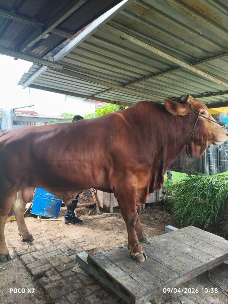 Sapi Kurban Presiden di Bontang Alami Kenaikan Bobot dari Tahun Lalu