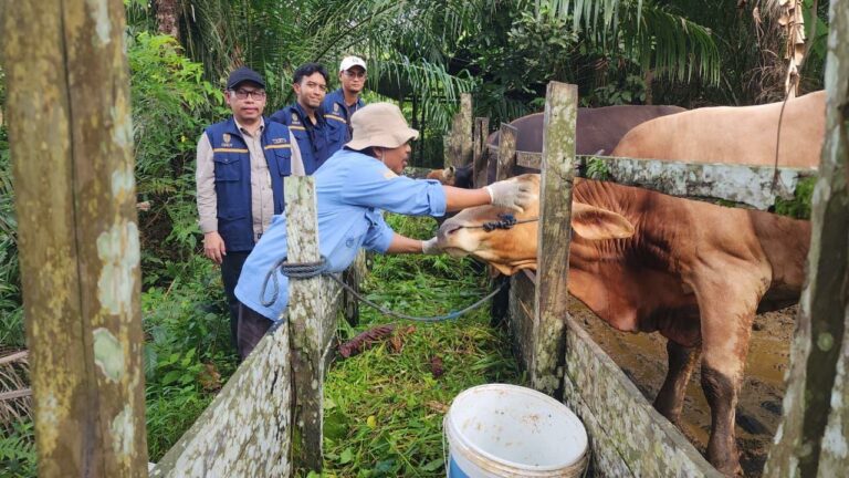 Otorita Himpun 28 Sapi dan 9 Kambing untuk Iduladha, Sebagian Disembelih di Masjid Negara