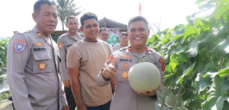 Program Ketahanan Pangan Polres PPU Mulai Panen, Lahan 0,5 Hektar Hasilkan 10 Ton Melon