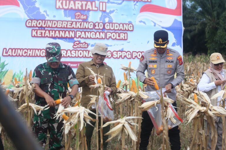Panen Jagung Kuartal II Digelar di Babulu, PPU Dukung Program Ketahanan Pangan
