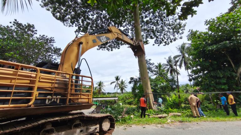 Pohon Raksasa Mengancam Rumah Warga, BPBD PPU Lakukan Penebangan