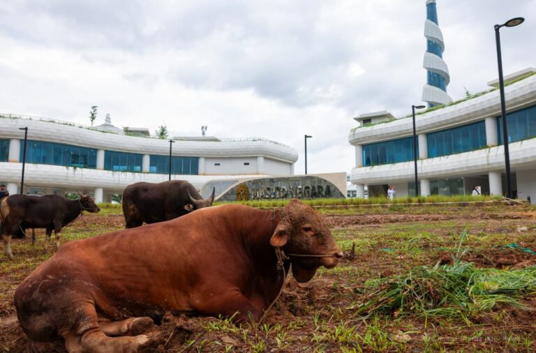 Masjid Negara IKN Gelar Salat Iduladha Perdana, Ribuan Paket Daging Kurban Dibagikan