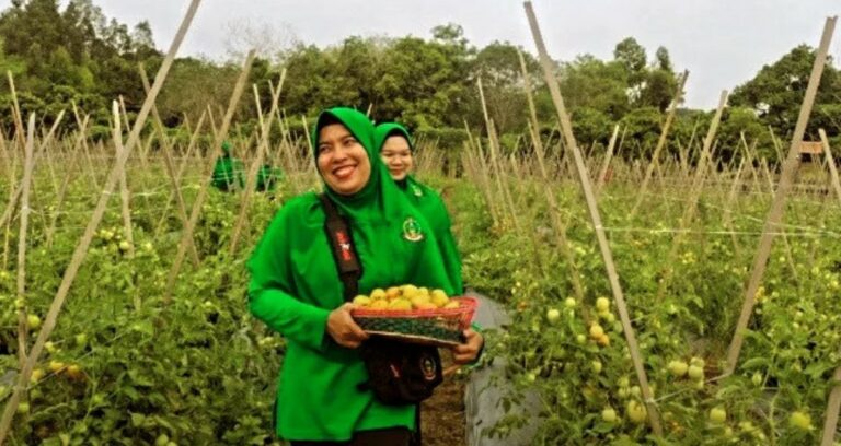 Panen Perdana Kompi Produksi Kodim 0912 Kubar Jadi Langkah Penguatan Ketahanan Pangan