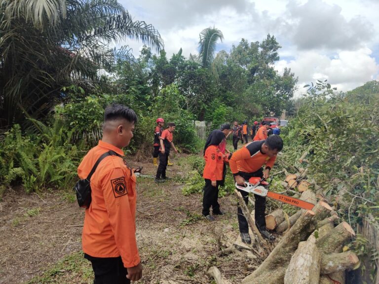 Pohon Rawan Tumbang di Nenang Ditebang BPBD PPU, Antisipasi Bahaya bagi Warga